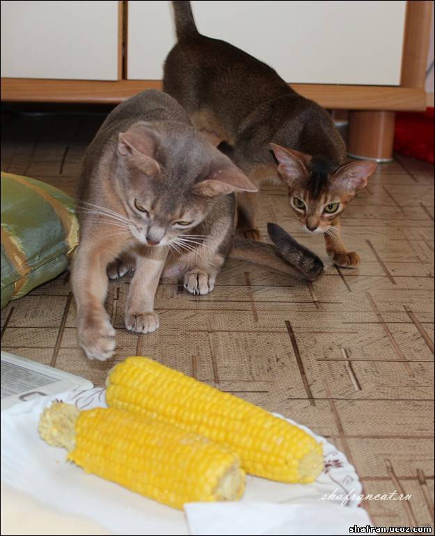 Кошка и кукуруза